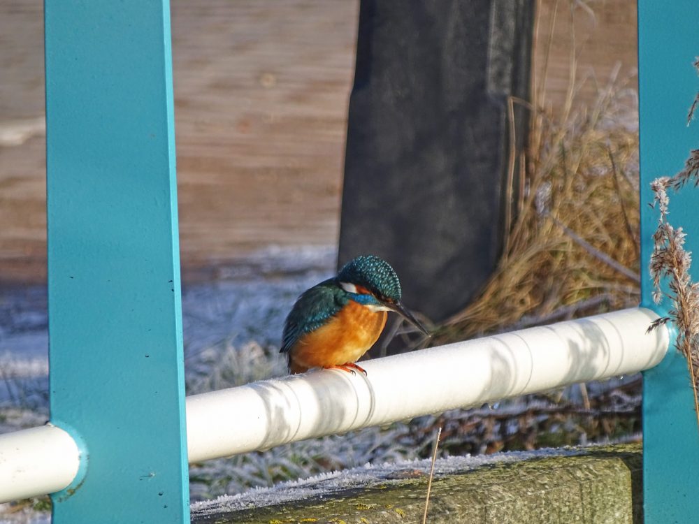 IJsvogel